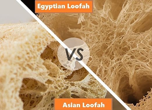 Whole Egyptian Loofah 100% Natural Organic Loofah Exfoliating Scrubber - Image 7