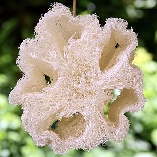 Whole Egyptian Loofah Around 22" 100% Natural Organic Loofah Exfoliating - Image 6