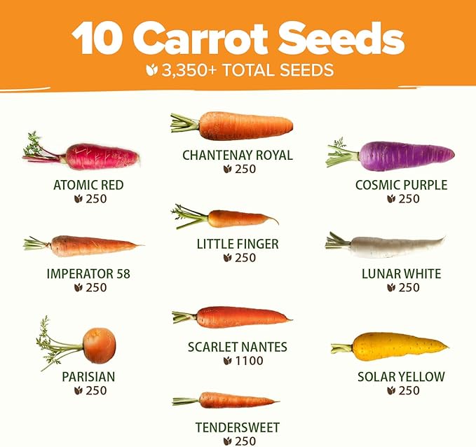 HOME GROWN Rainbow Carrot Seeds 10 Variety Mix 3350+ Heirloom Non-GMO Seeds - Image 3