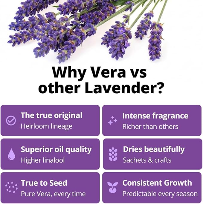 HOME GROWN Non GMO English Lavender Seeds 1, 500+ Wildflower Seed - Image 2