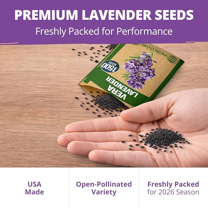 HOME GROWN Non GMO English Lavender Seeds 1, 500+ Wildflower Seed - Image 7