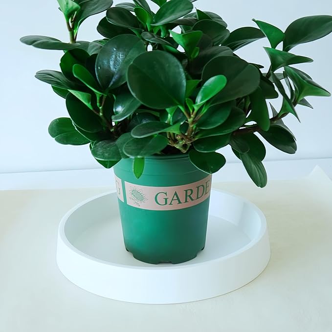 Plant Saucer Tray for Ceramic Plastic Pots, 10 inch Plant Saucers for Indoors - Image 3