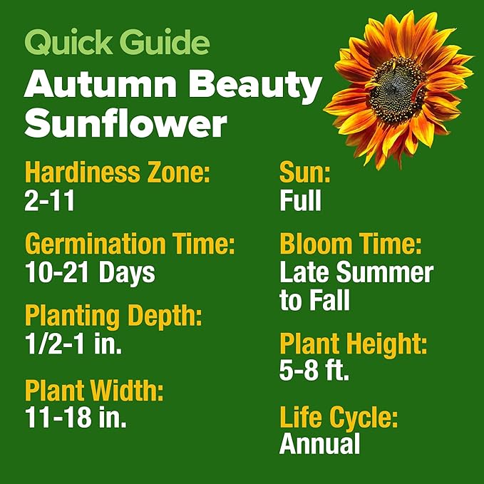 HOME GROWN Autumn Beauty Sunflower Seeds to Plant 40 Heirloom Non-GMO Sunflower - Image 4