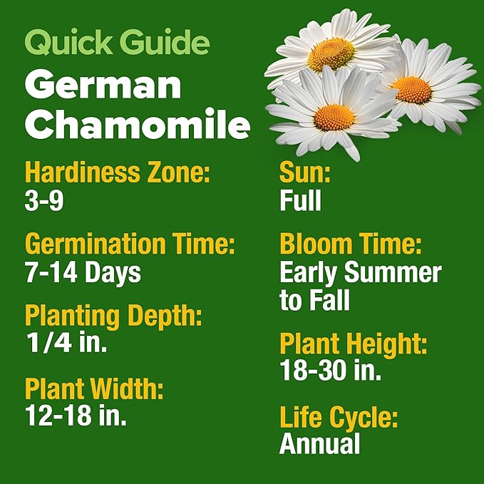 HOME GROWN German Chamomile Seed Pack – 4, 560 Heirloom Seeds - Image 5
