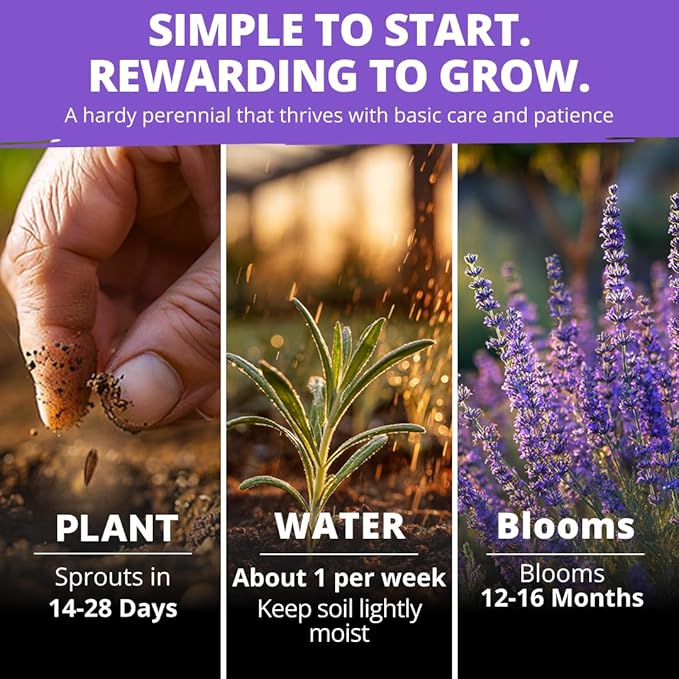 HOME GROWN Non GMO English Lavender Seeds 1, 500+ Wildflower Seed - Image 5