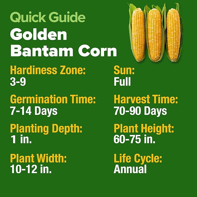 HOME GROWN Golden Bantam Sweet Corn Seeds 100+ Heirloom Non-GMO Seeds - Image 4