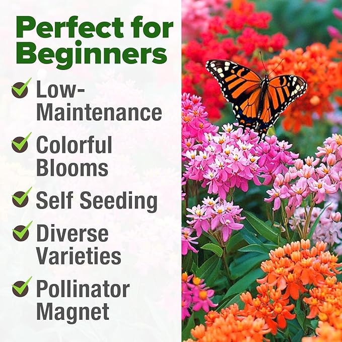 HOME GROWN Milkweed Flower Seeds - Image 5