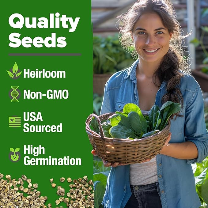 HOME GROWN Bloomsdale Spinach Seeds 353+ Non GMO Heirloom Seeds - Image 3