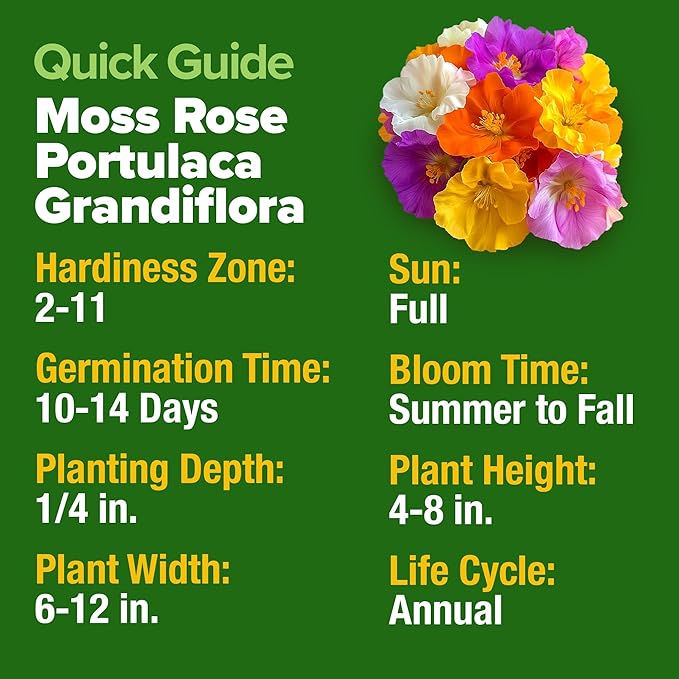 HOME GROWN 23, 500+ Moss Rose Seeds Annual Flower - Image 2