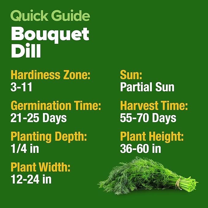 HOME GROWN Non GMO Dill Seeds for Planting 1, 014 Bouquet Dill Seeds and - Image 5