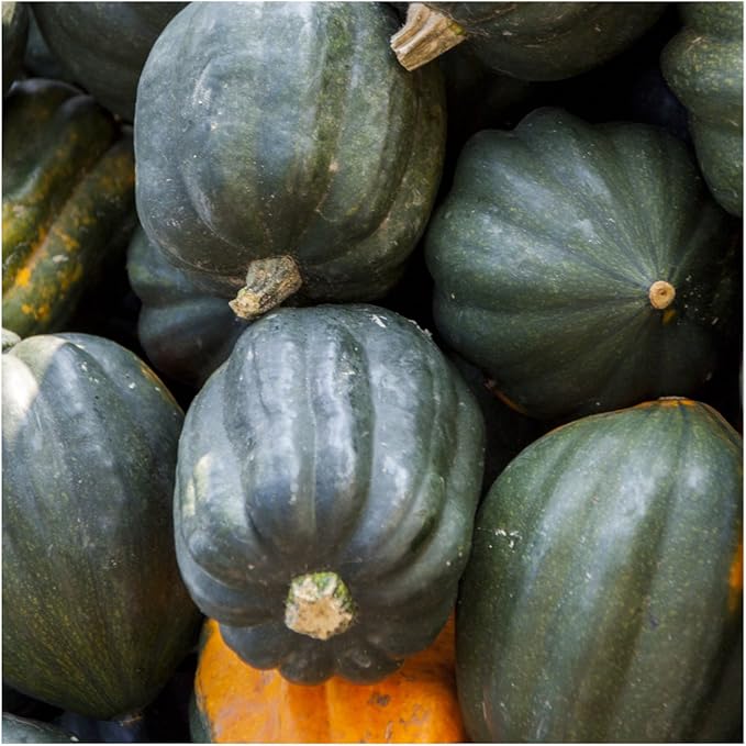 Seed Needs, Table Queen Winter Squash Seeds - Image 2