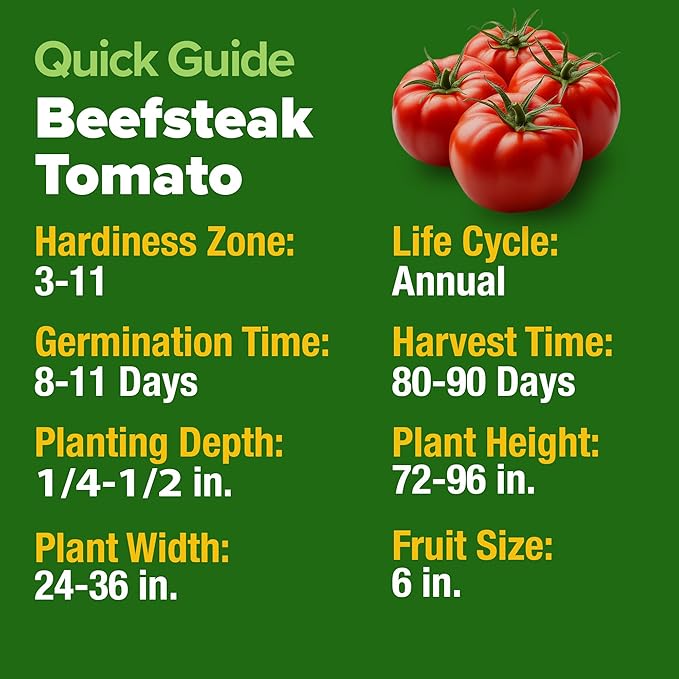 HOME GROWN Beefsteak Tomato Seeds 600+ Heirloom Non-GMO Seeds - Image 2