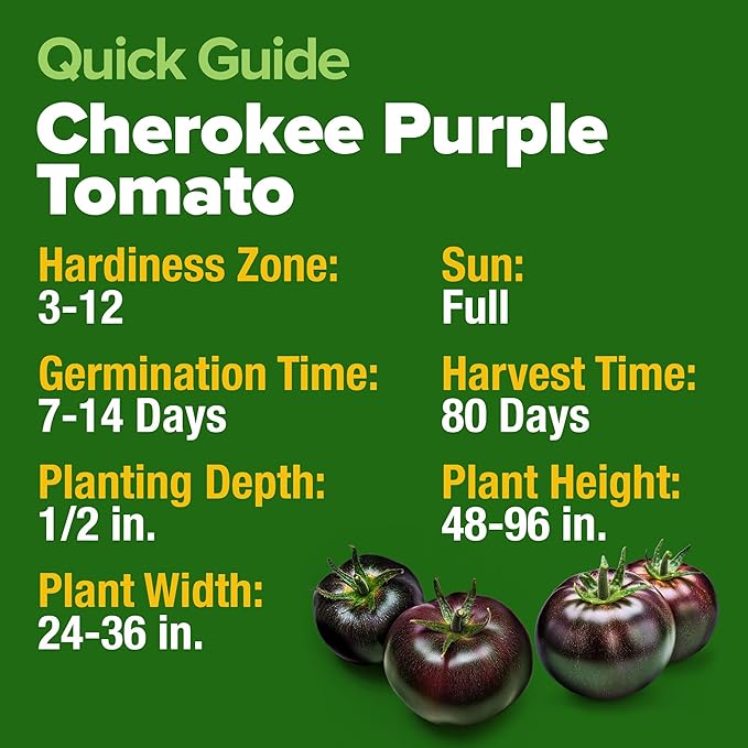 HOME GROWN Cherokee Purple Tomato Seeds 106+ Heirloom Non GMO Seeds - Image 6