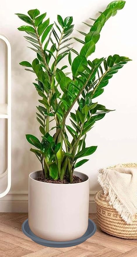 2 Pack of 19 inch Plant Saucer, Large Plant Tray, Heavy Sturdy Plant Drainage - Image 6