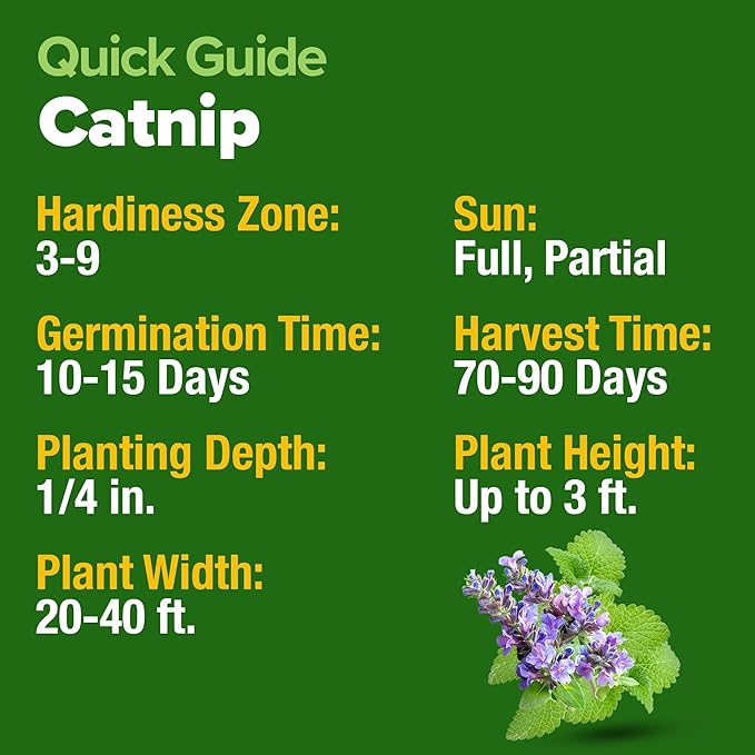 HOME GROWN Non GMO Catnip Seeds Heirloom Herb 2, 116 Seeds - Image 6