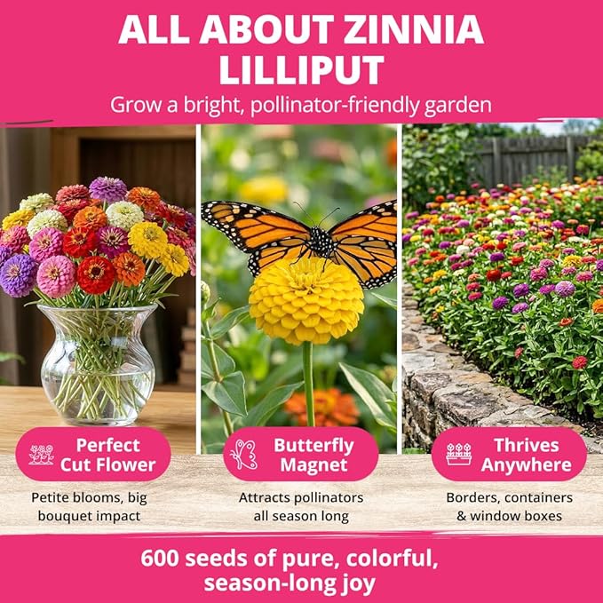 HOME GROWN Zinnia Lilliput Mix Flower Seeds – 600 Seeds Zinnia elegans – - Image 6