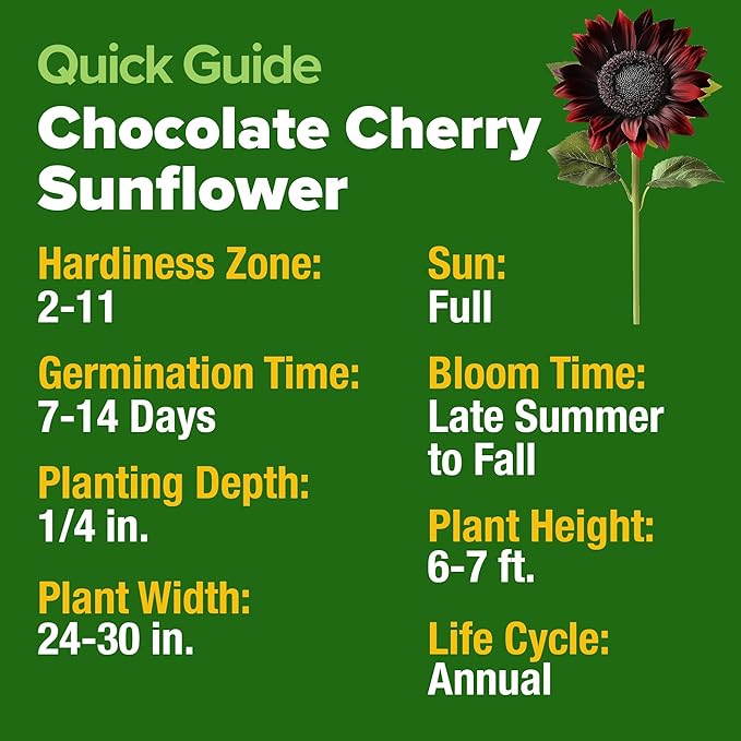 HOME GROWN Chocolate Cherry Sunflower Seeds – 150 Heirloom Non-GMO Seeds – - Image 3