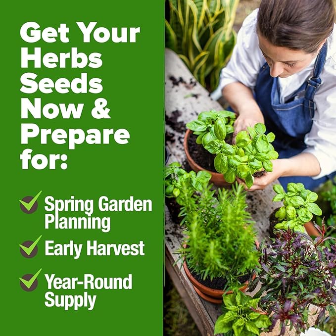 HOME GROWN 30 Herb Seeds for Planting 10, 900+ Non-GMO Heirloom Seeds | Extra - Image 6