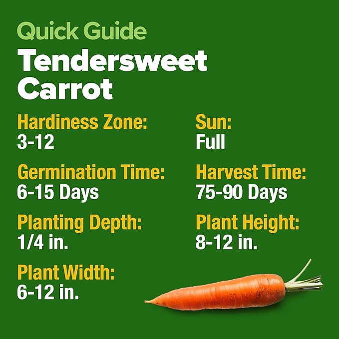 HOME GROWN Tendersweet Carrots Seeds 6000+ Heirloom Non-GMO Seeds - Image 5