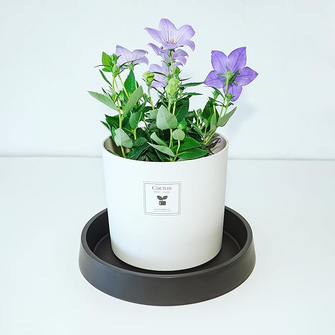 4 Pack Plant Saucer Tray for Ceramic Plastic Pots, 6 inch Plant Saucers for - Image 3