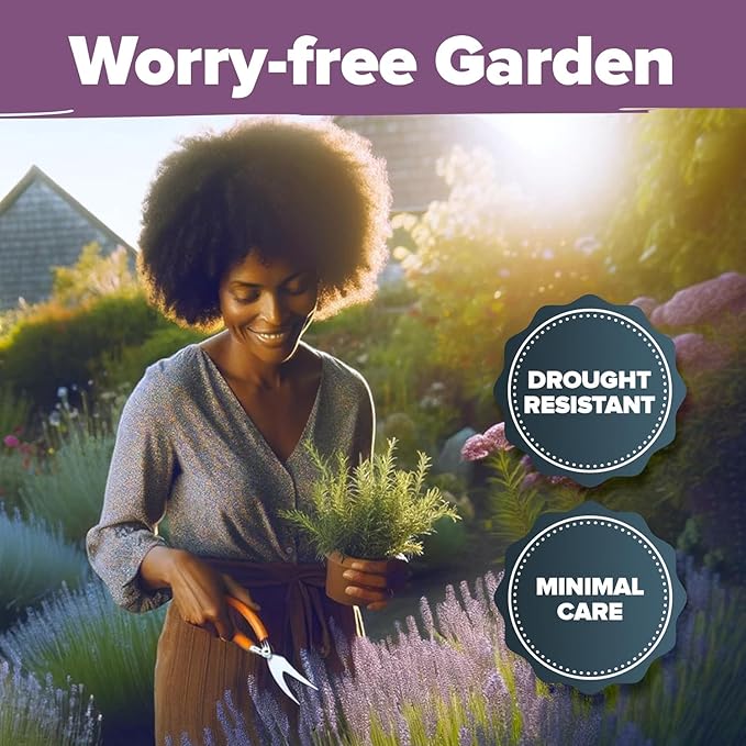 HOME GROWN Premium English Lavender Seeds -1, 300 Herb Seeds, Wildflower Seed - Image 5