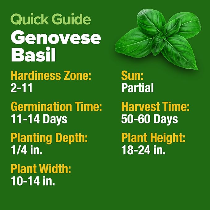 HOME GROWN Non GMO Genovese Basil Seeds Pack 1, 750+ High Germination Heirloom - Image 6