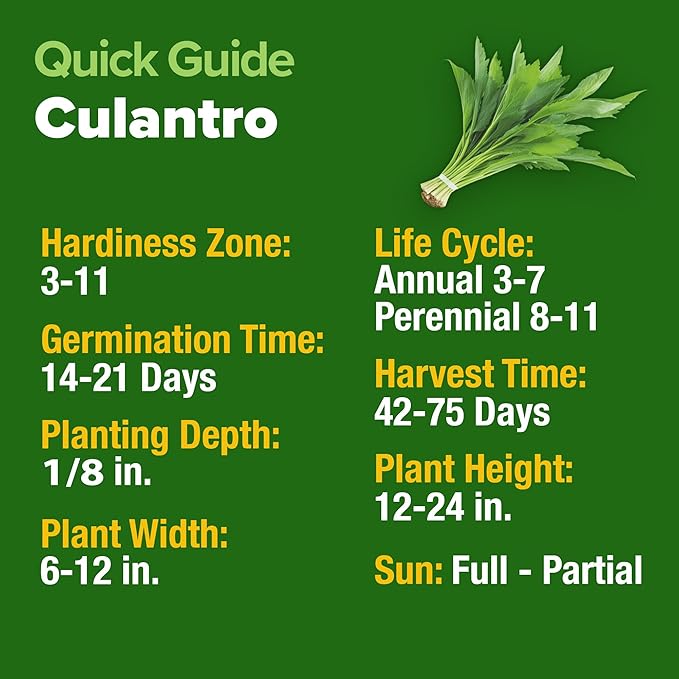 HOME GROWN Culantro Seeds - Image 5