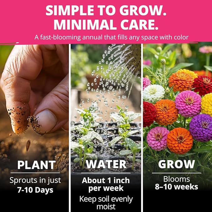 HOME GROWN Zinnia Lilliput Mix Flower Seeds - Image 2