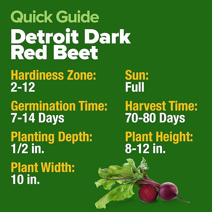 HOME GROWN Detroit Dark Red Beet Seeds 500+ Heirloom Non GMO Seeds - Image 5