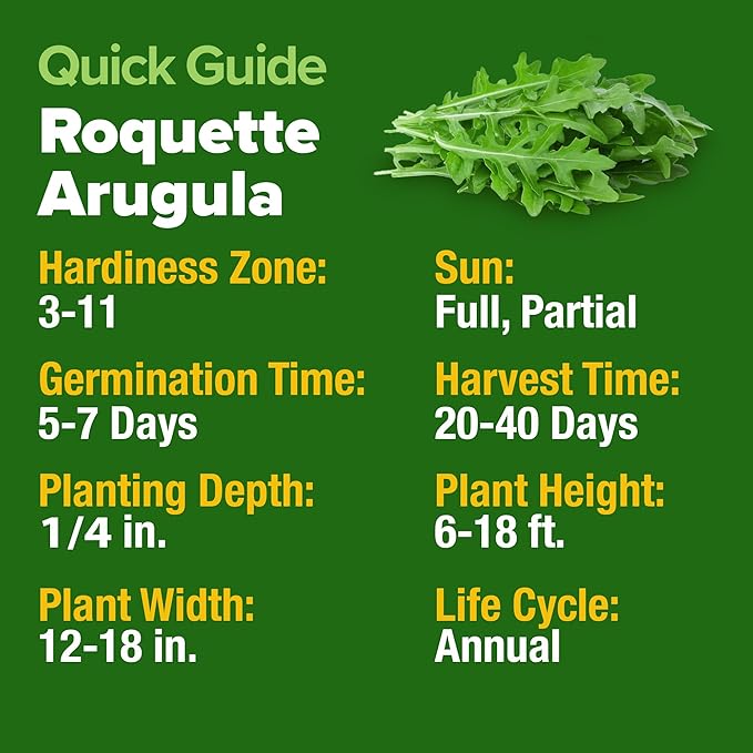 HOME GROWN Arugula Roquette Seeds 4350+ Bulk Pack Heirloom Non-GMO, High - Image 4