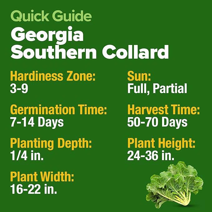 HOME GROWN Georgia Southern Collard Green Seeds 600+ Heirloom Non-GMO Seeds - Image 5