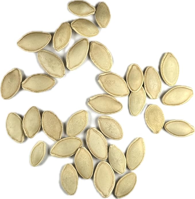 Seed Needs Zucchini Seeds for Planting Black Beauty Summer Squash - Image 7