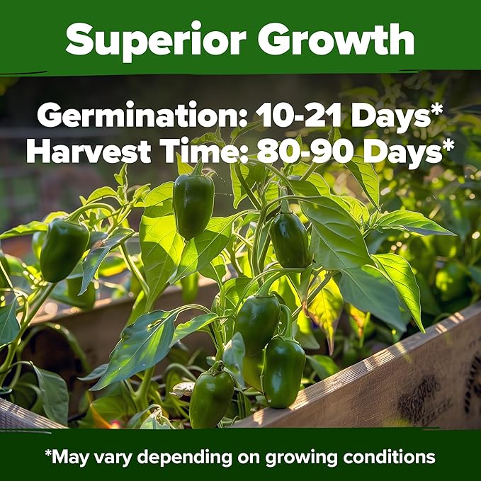 HOME GROWN Jalapeno Pepper Seeds 258+ Heirloom Non-GMO Seeds - Image 2