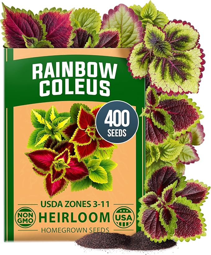 HOME GROWN Coleus Rainbow Seeds – 400 Count 0.04 oz Flower Seed, Coleus by HOMEGROWN