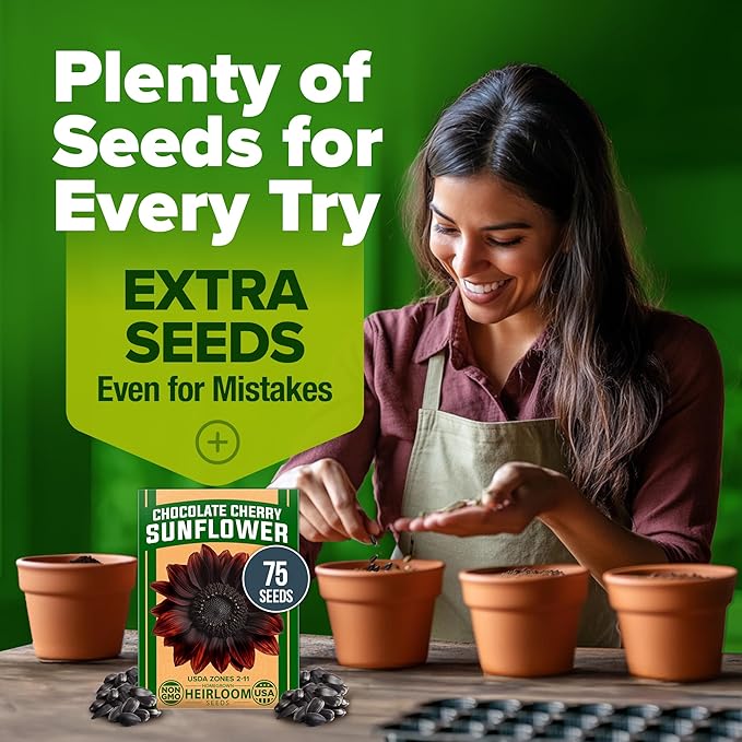 HOME GROWN Chocolate Cherry Sunflower Seeds 75 Heirloom Seeds - Image 9