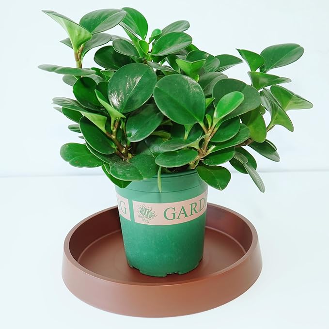 4 Pack Plant Saucer Tray for Ceramic Plastic Pots, 6 inch Plant Saucers for - Image 3