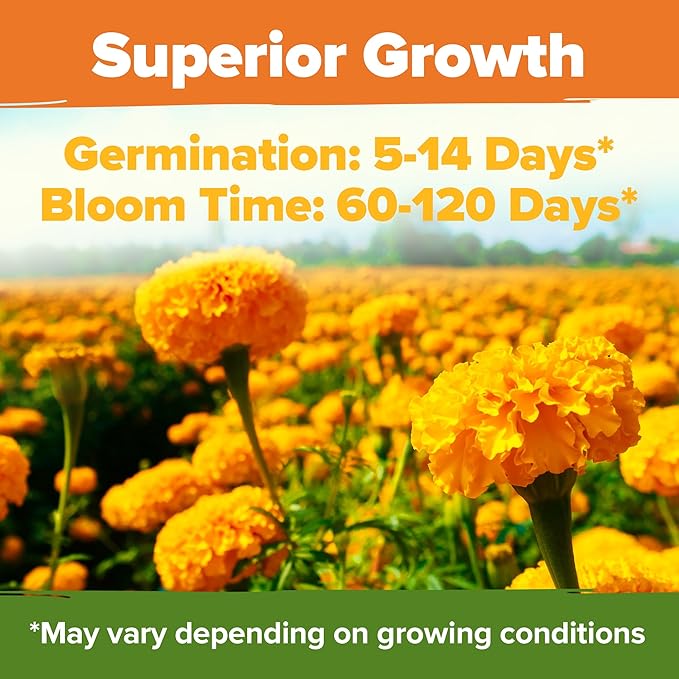 HOME GROWN Crackerjack Marigold Seeds 2.05oz - Image 4
