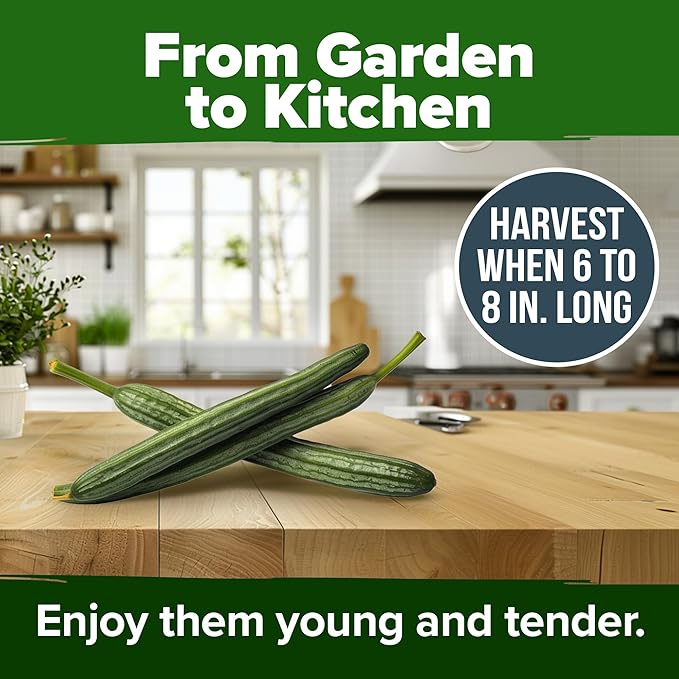 HOME GROWN Luffa Seeds 80+ Heirloom Non-GMO Loofah Gourd Seeds - Image 6
