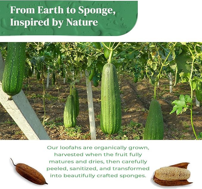 Natural Loofah Exfoliating Sponge - Image 9