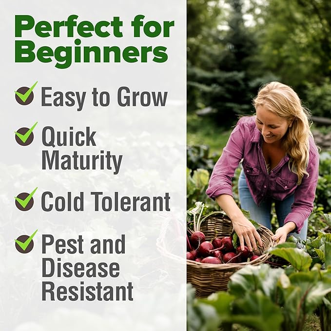 HOME GROWN Detroit Dark Red Beet Seeds 500+ Heirloom Non GMO Seeds - Image 4