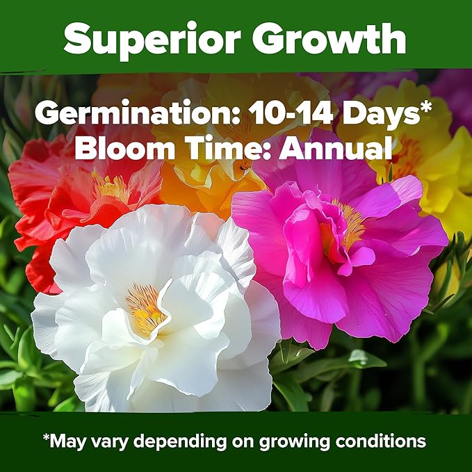 HOME GROWN 23, 500+ Moss Rose Seeds Annual Flower - Image 5