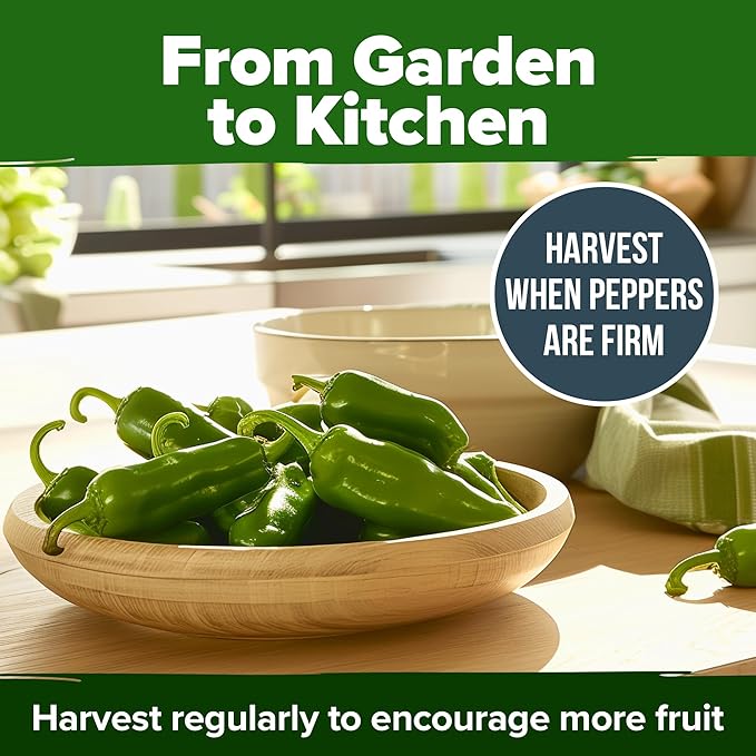 HOME GROWN Jalapeno Pepper Seeds 258+ Heirloom Non-GMO Seeds - Image 7