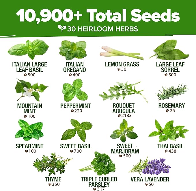HOME GROWN 30 Herb Seeds for Planting 10, 900+ Non-GMO Heirloom Seeds | Extra - Image 4
