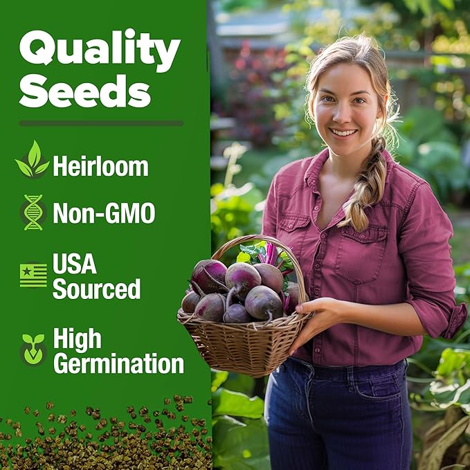 HOME GROWN Detroit Dark Red Beet Seeds 500+ Heirloom Non GMO Seeds - Image 3