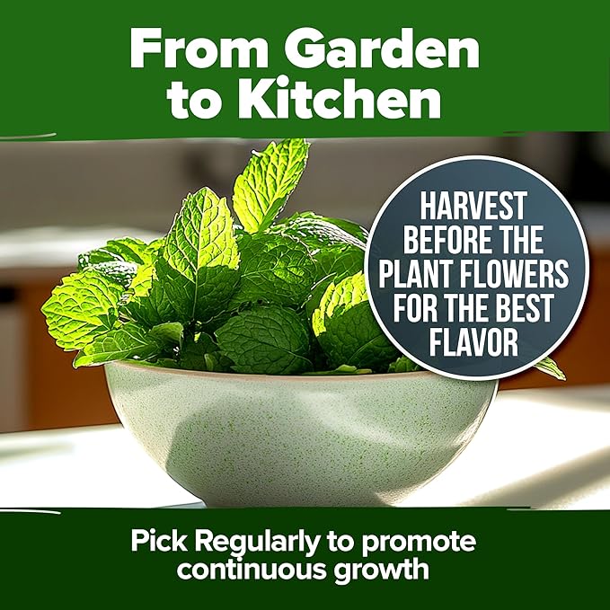 HOME GROWN Peppermint Seeds 2 Pack 4, 740 Heirloom Mint Seeds - Image 6