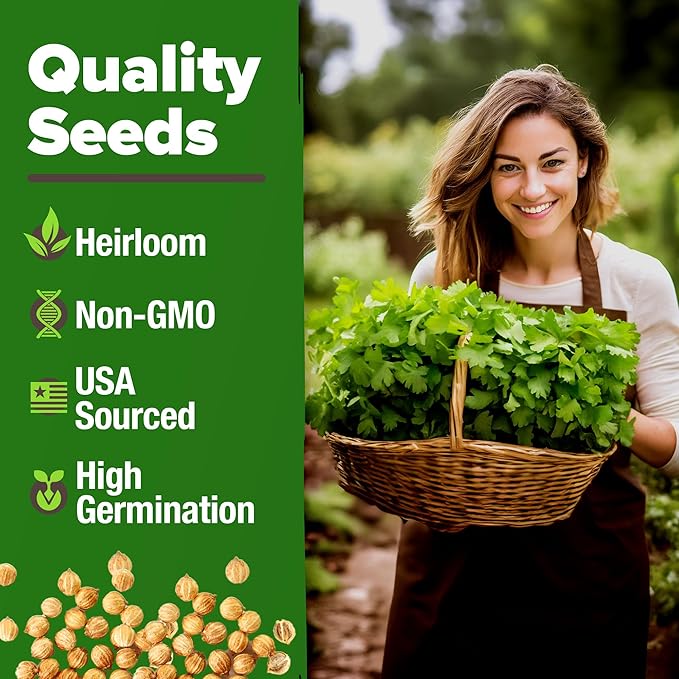 HOME GROWN Non GMO 500+ Cilantro Seeds Heirloom Coriander Seeds - Image 3