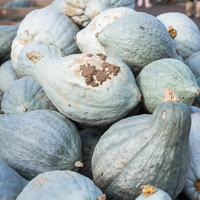 Seed Needs Blue Hubbard Winter Squash Seeds - Image 5