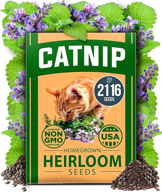 HOME GROWN Non GMO Catnip Seeds Heirloom Herb 2, 116 Seeds by HOMEGROWN