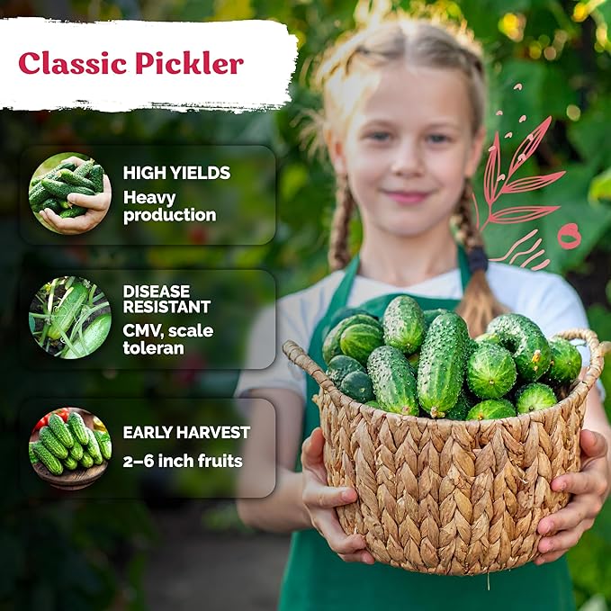 KVITER 150 Boston Pickling Cucumber Seeds - Image 4