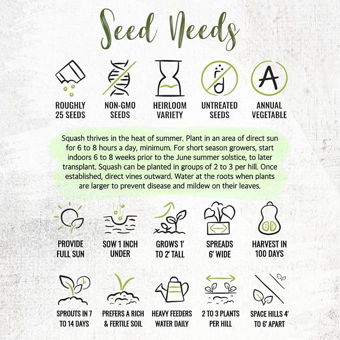 Seed Needs Waltham Butternut Squash Seeds - Image 8